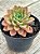Echeveria Paula híbrida - Imagem 2