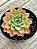 Echeveria Paula híbrida - Imagem 3