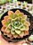 Echeveria Paula híbrida - Imagem 1