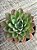 Echeveria Paula híbrida - Imagem 2