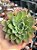 Echeveria Paula híbrida - Imagem 1