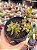 Sedum cuspidatum - Imagem 1