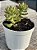 Sedum cuspidatum - Imagem 2