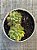Sedum cuspidatum - Imagem 3