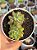 Sedum cuspidatum - Imagem 1