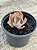 Echeveria muriel - Imagem 3