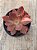 Echeveria hainakada variegata - Imagem 3