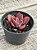 Echeveria hainakada variegata 03 - Imagem 3