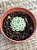 Echeveria butterball - Imagem 2
