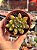 Echeveria frida kahlo - Imagem 1