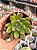 Echeveria frida kahlo - Imagem 1