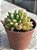 Echeveria frida kahlo - Imagem 2