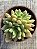 Echeveria frida kahlo - Imagem 3