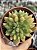 Echeveria frida kahlo - Imagem 1