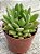 Echeveria frida kahlo G - Imagem 3
