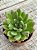 Echeveria frida kahlo G - Imagem 2