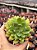 Echeveria frida kahlo G - Imagem 1