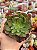 Aeonium fiesta reverso (sem raiz) - Imagem 1