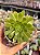 Aeonium fiesta reverso - Imagem 1