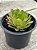 Aeonium fiesta reverso - Imagem 3