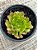 Aeonium fiesta reverso - Imagem 4