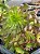 Aeonium fiesta reverso - Imagem 2