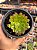 Aeonium fiesta reverso - Imagem 1