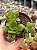 Crassula money maker - Imagem 1