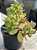 Crassula money maker - Imagem 2