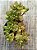 Crassula money maker - Imagem 3