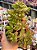 Crassula money maker - Imagem 1