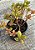 Crassula swaziensis - Imagem 3