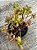 Crassula swaziensis - Imagem 2