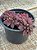 Sinocrassula indica - Imagem 3