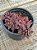 Sinocrassula indica - Imagem 2
