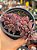 Sinocrassula indica - Imagem 1
