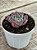 Echeveria hera - Imagem 2
