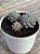 Echeveria rundelli - Imagem 2