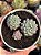 Echeveria rundelli - Imagem 1