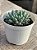 Echeveria rundelli - Imagem 2
