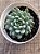 Echeveria rundelli - Imagem 3