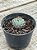 Echeveria sierra - Imagem 3