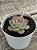 Echeveria Hércules - Imagem 3