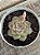 Echeveria Hércules - Imagem 2
