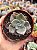 Graptoveria Albert baynes monstruosa - Imagem 1