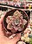 Graptoveria Albert baynes monstruosa - Imagem 1