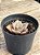 Graptoveria Albert baynes monstruosa - Imagem 2