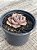 Graptoveria Albert baynes reversa - Imagem 3