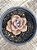 Graptoveria Albert baynes reversa - Imagem 2
