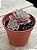 Echeveria zoe/2 (2 cabeças) exclusiva Jardim da Mari - Imagem 2